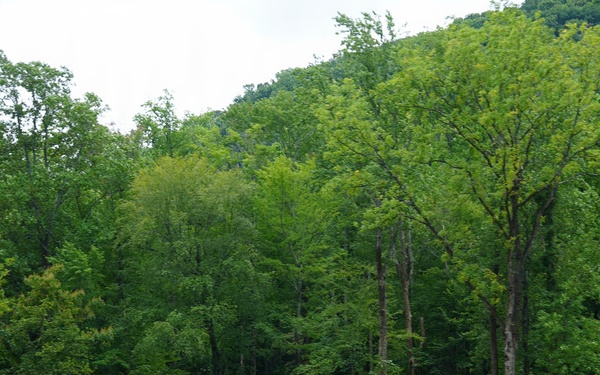 Hurricane Helene damage