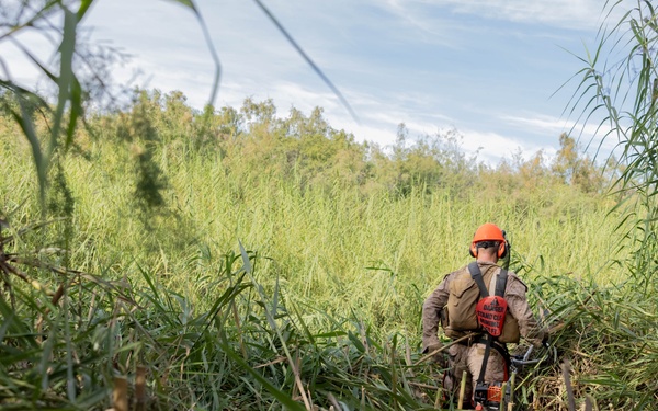 NDA 4 vegetation clearance
