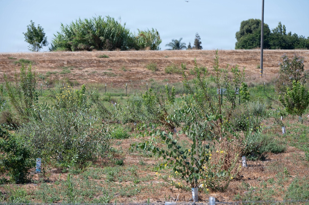 USACE Sacramento Environmental Team Visits Lower San Joaquin River West Mitigation Site