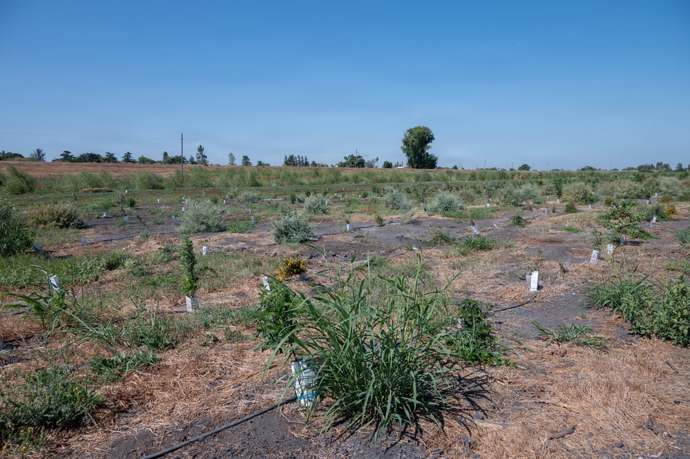 USACE Sacramento Environmental Team Visits Lower San Joaquin River West Mitigation Site