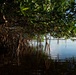 Biscayne Bay Coastal Wetlands Project