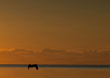 Biscayne Bay Coastal Wetlands Project