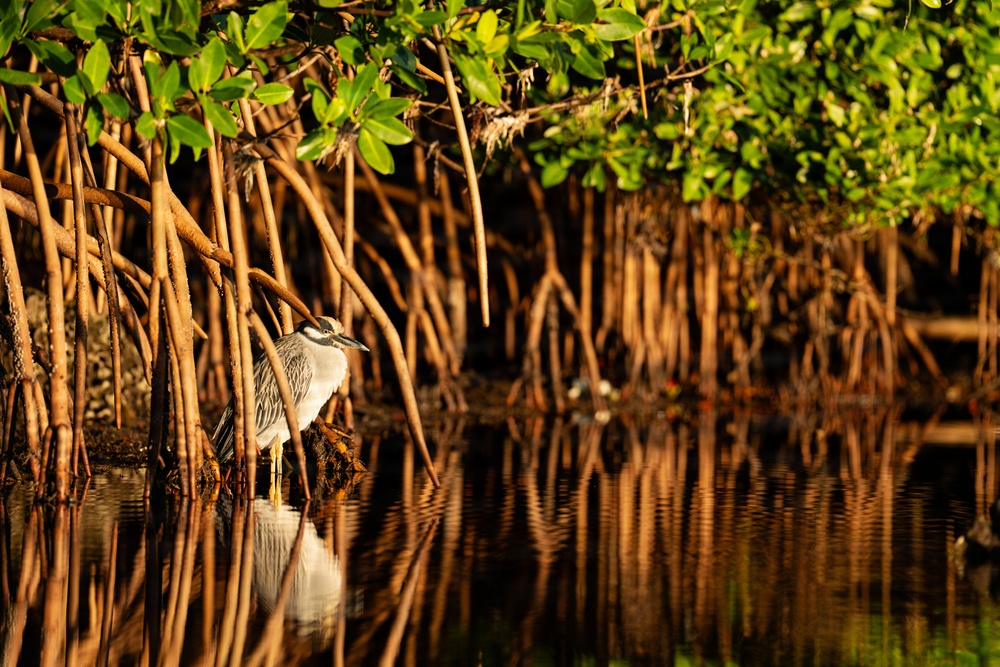 Biscayne Bay Coastal Wetlands Project
