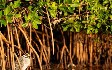 Biscayne Bay Coastal Wetlands Project