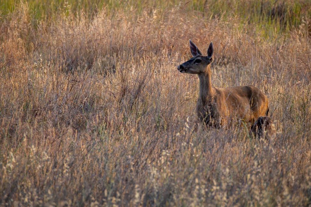 Military Police Take On Mojave Falcon 25
