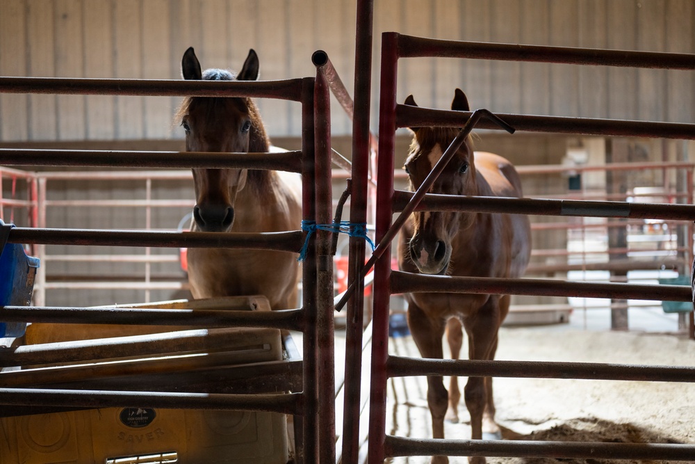 Border Patrol Horse Patrol Unit prepares for Rio Grande patrol