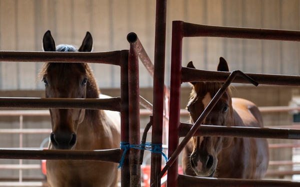 Border Patrol Horse Patrol Unit prepares for Rio Grande patrol