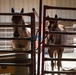 Border Patrol Horse Patrol Unit prepares for Rio Grande patrol