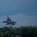 F-22 Raptor Aerial Demonstration Team performs at Air Show London Skydrive 2025
