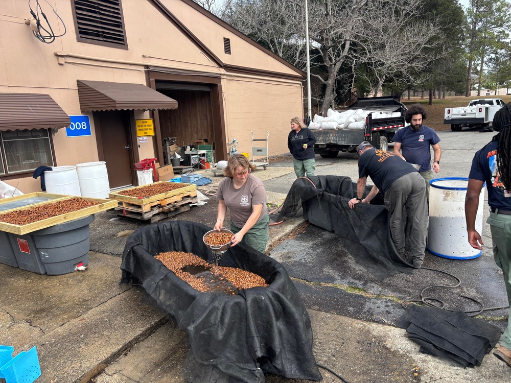 Floating Acorns on the Flint: A Collaboration for White Oak Reforestation in Georgia