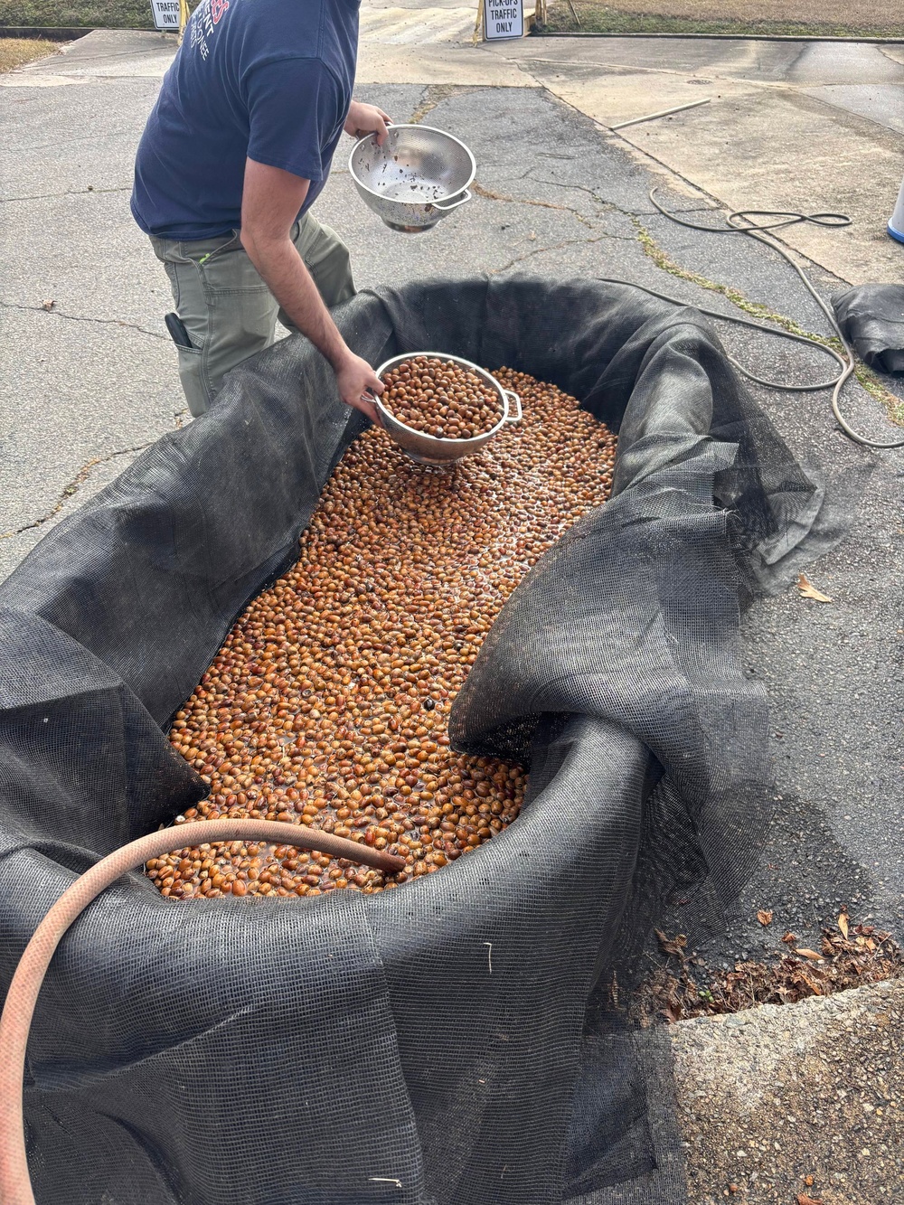 Floating Acorns on the Flint: A Collaboration for White Oak Reforestation in Georgia