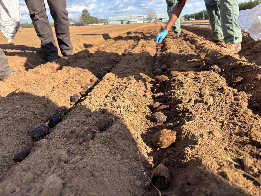 Floating Acorns on the Flint: A Collaboration for White Oak Reforestation in Georgia