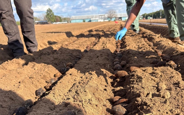 Floating Acorns on the Flint: A Collaboration for White Oak Reforestation in Georgia
