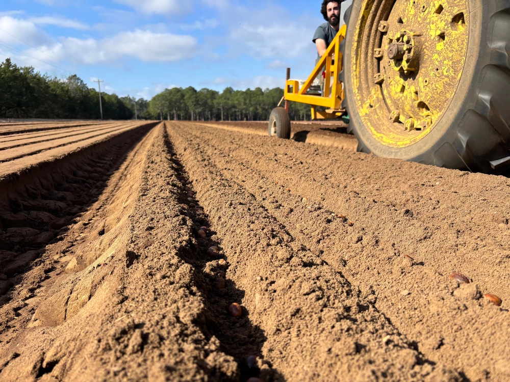 Floating Acorns on the Flint: A Collaboration for White Oak Reforestation in Georgia