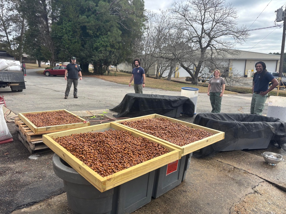 Floating Acorns on the Flint: A Collaboration for White Oak Reforestation in Georgia