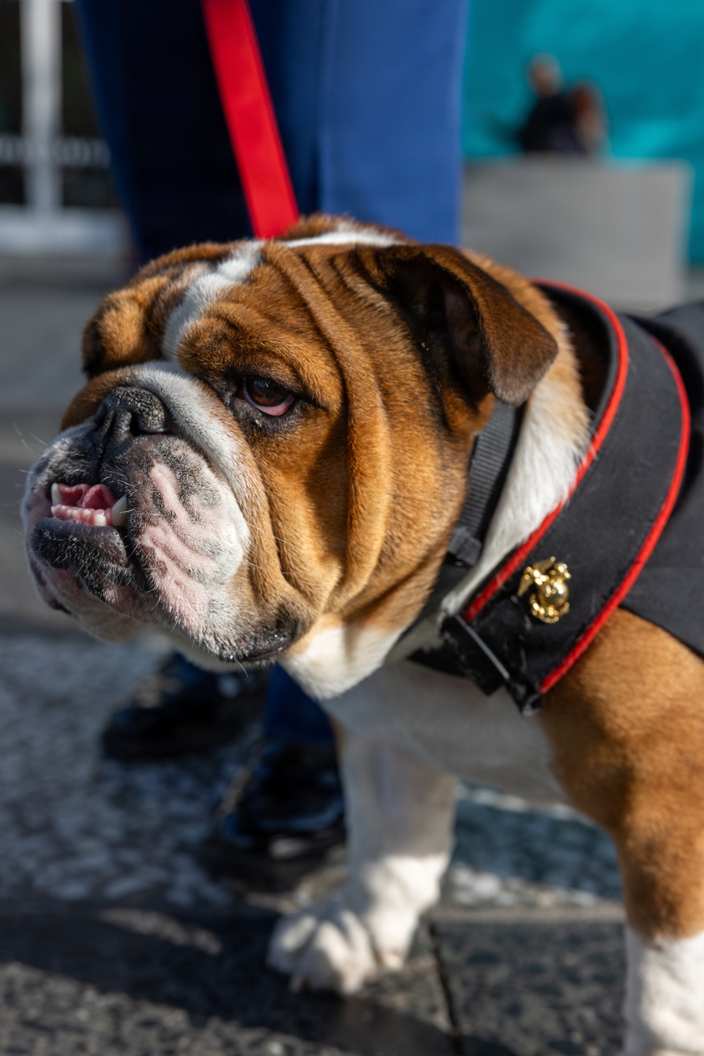 Marine Band San Diego Toys for Tots Disneyland