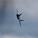 F-22 Raptor Aerial Demonstration Team performs at Duluth Airshow and Expo 2025