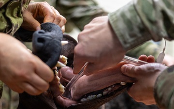 SETAF-AF hosts Best Medic Competition with Ghanian, Liberian and Italian medics