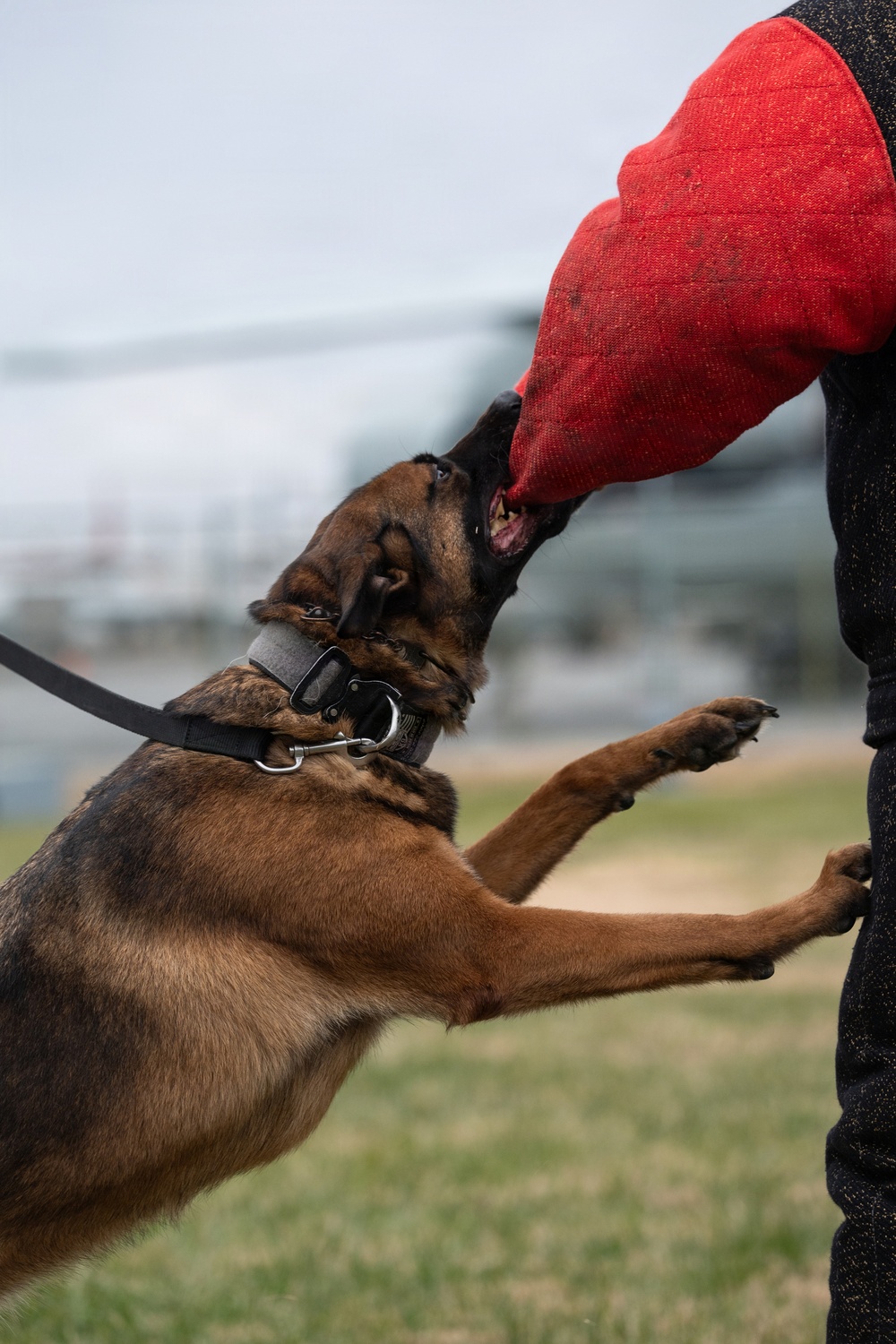Dover AFB K-9 Unit Demo