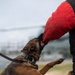Dover AFB K-9 Unit Demo