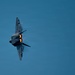 F-22 Raptor Aerial Demonstration Team performs at the Naval Air Station Oceana airshow 2025
