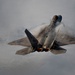 F-22 Raptor Aerial Demonstration Team performs at the Naval Air Station Oceana airshow 2025