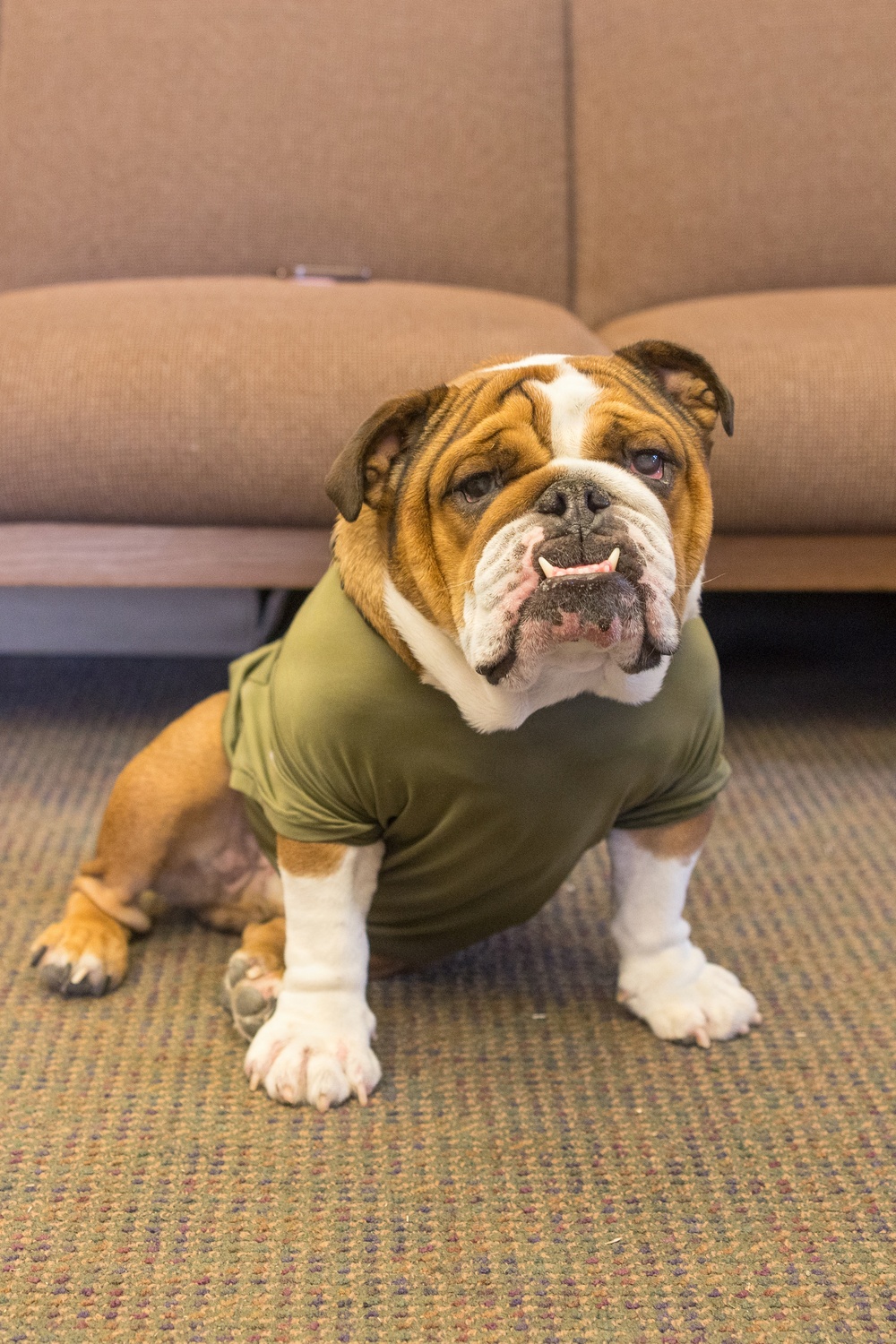 Bruno Does Semi-annual Height and Weight