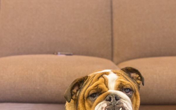 Bruno Does Semi-annual Height and Weight