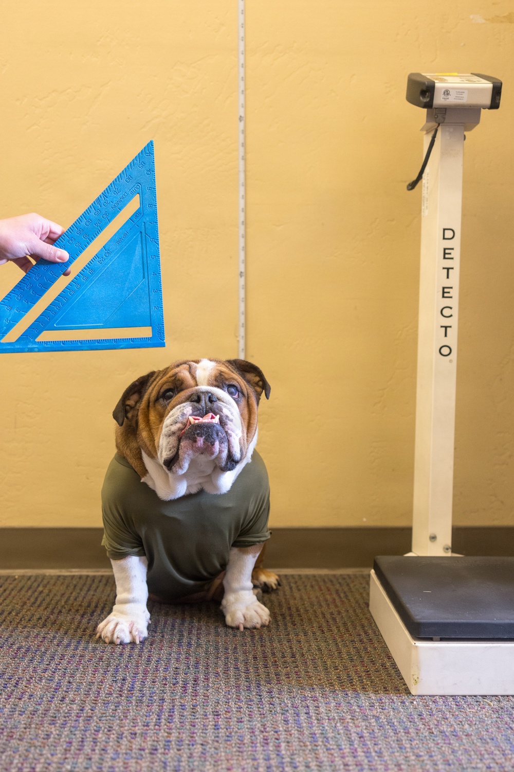 Bruno Does Semi-annual Height and Weight