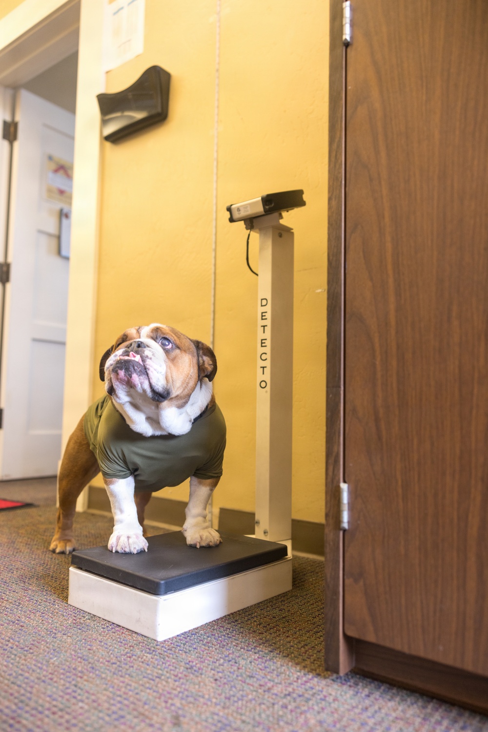 Bruno Does Semi-annual Height and Weight