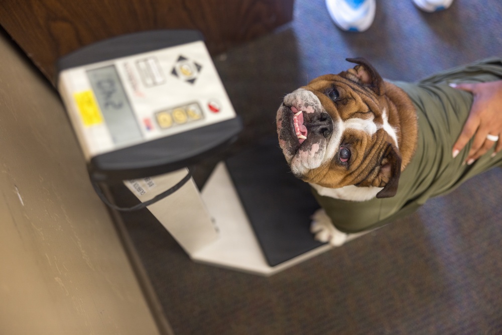 Bruno Does Semi-annual Height and Weight