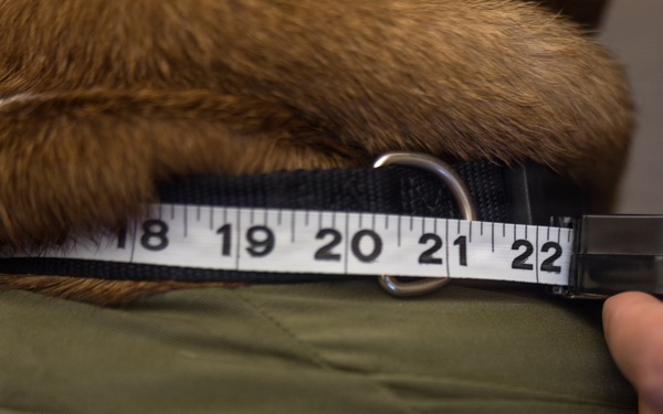 Bruno Does Semi-annual Height and Weight