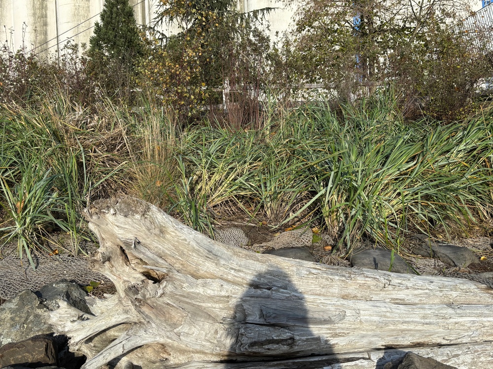 Second Life: Turning Debris into Critical River and Coastal Habitats