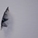 F-22 Raptor Aerial Demonstration Team performs at Air Dot Show Tour Ft. Lauderdale 2025