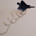 F-22 Raptor Aerial Demonstration Team performs at Air Dot Show Tour Ft. Lauderdale 2025
