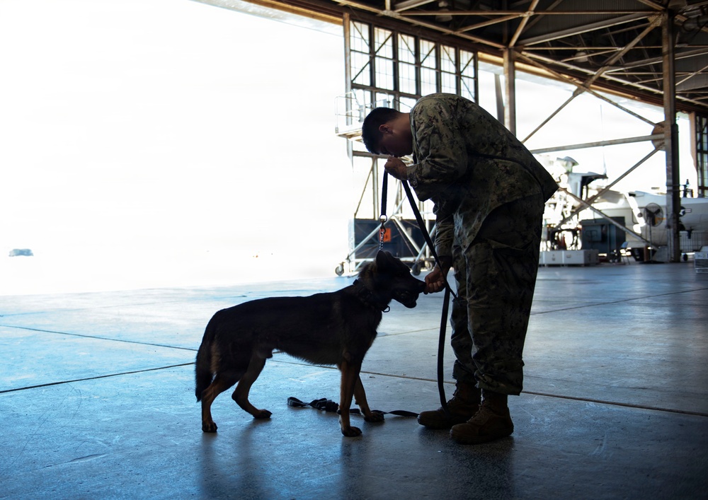 Military Working Dog Explosive Detection Training