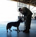 Military Working Dog Explosive Detection Training