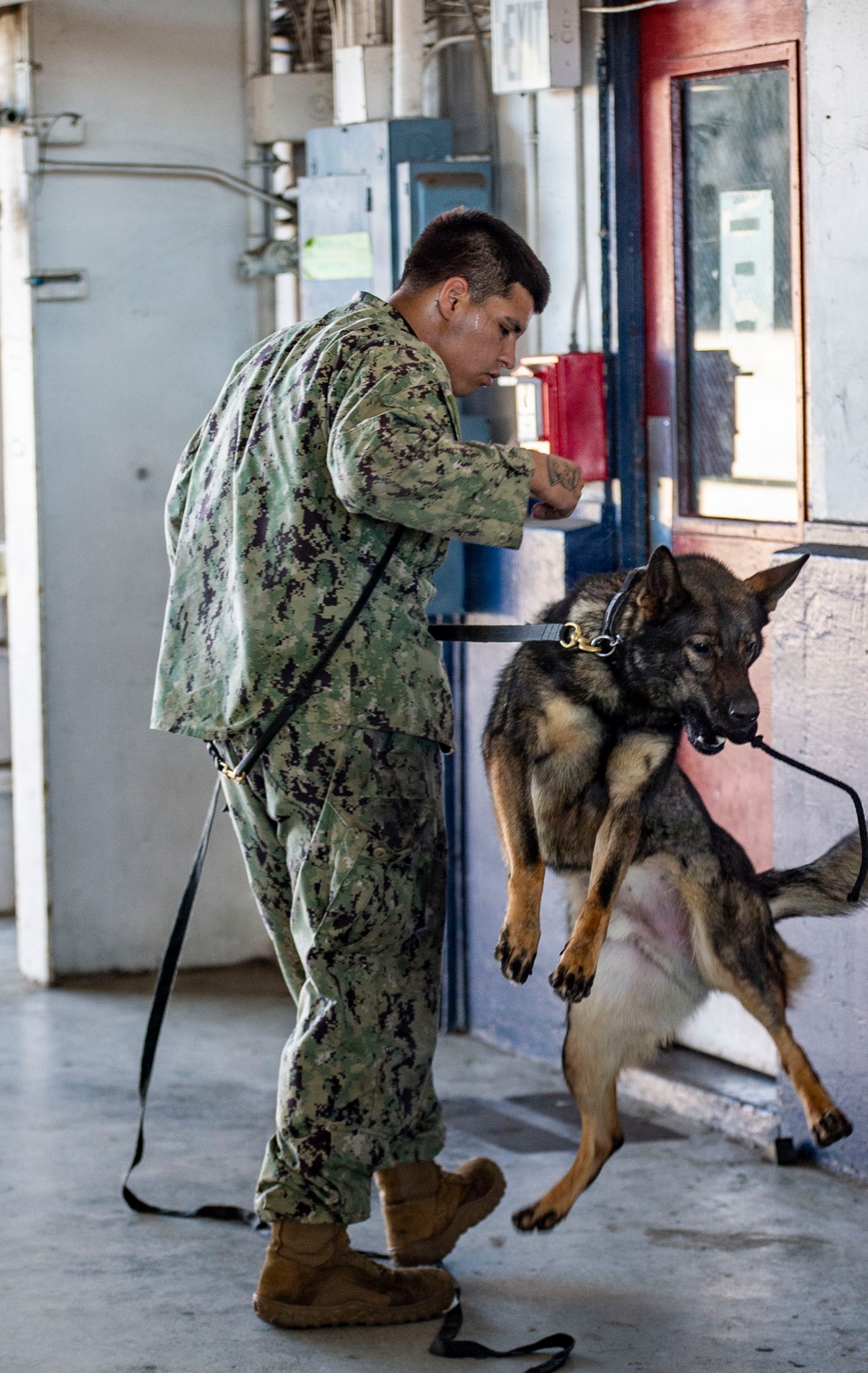 Military Working Dog Explosive Detection Training