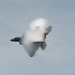 F-22 Raptor Aerial Demonstration Team performs at the Scott Air Show 2023