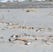 Vandenberg Environmental Team Conducts Western Snowy Plover Winter Survey