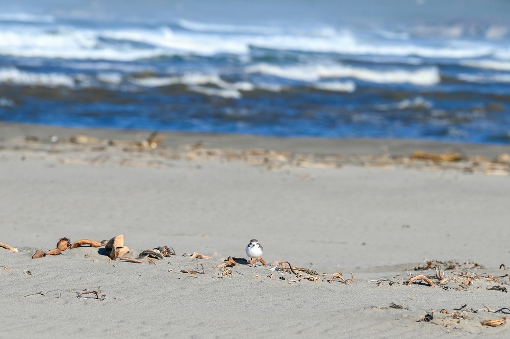 Vandenberg Environmental Team Conducts Western Snowy Plover Winter Survey
