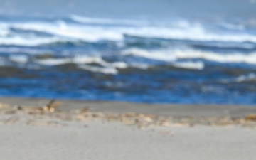 Vandenberg Environmental Team Conducts Western Snowy Plover Winter Survey