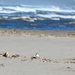 Vandenberg Environmental Team Conducts Western Snowy Plover Winter Survey