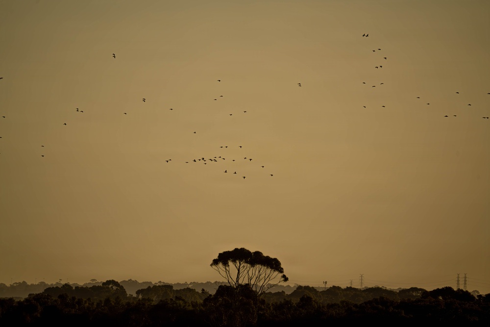 F-22 Raptor Aerial Demonstration Team performs at the Avalon Australia International Air Show 2025