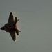 F-22 Raptor Aerial Demonstration Team performs at the Avalon Australia International Air Show 2025