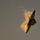 F-22 Raptor Aerial Demonstration Team performs at the Avalon Australia International Air Show 2025