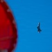 F-22 Raptor Aerial Demonstration Team performs at FIDAE 2024