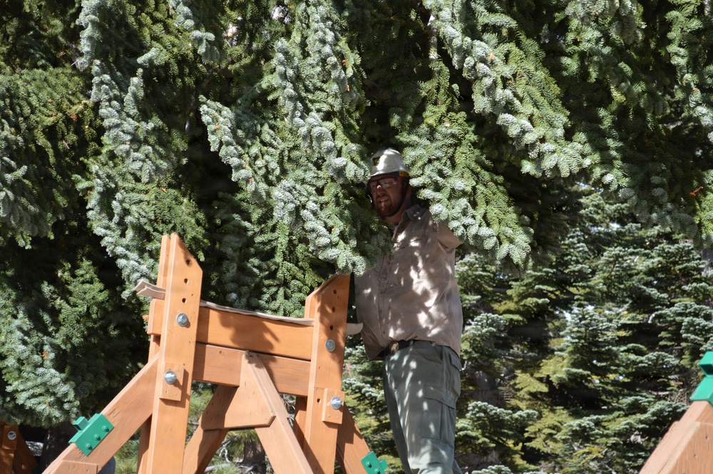 U.S. Capitol Christmas Tree Tour 2025