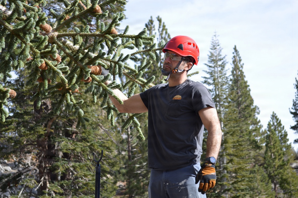 U.S. Capitol Christmas Tree Tour 2025