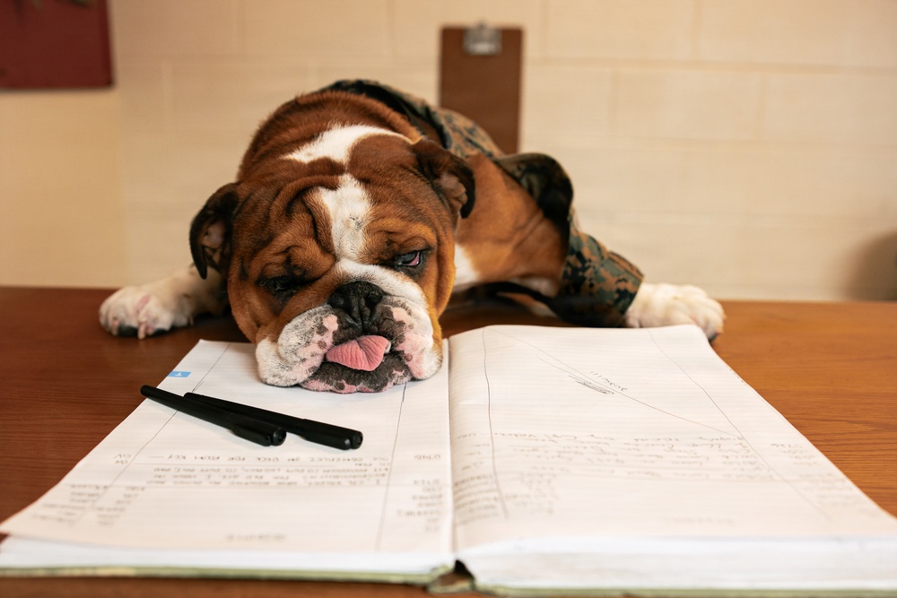 Bruno Stands on Duty